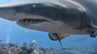 Shark fish South West