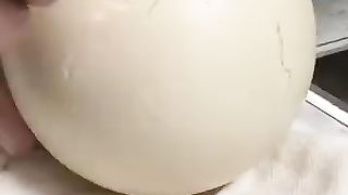 Open an Ostrich Egg