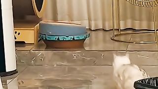 Les chats joueurs