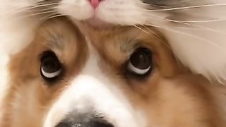 Вот он какой КотоПес