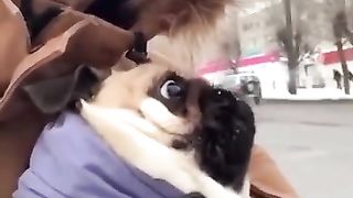 Злюка-Пес