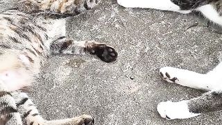 Kittens walk with a tiny chicken 2