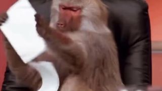 Умная обезьяна