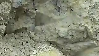Huge golden snake