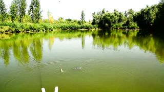 Beautiful nature and wildlife Video 2