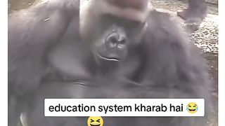 Funny Monkey Viral Video 62