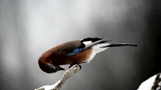 Watch beautiful birds in the wild