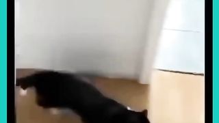 jokes with animals, funny cats, dogs