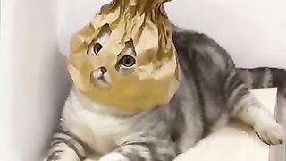 A selection of funny animals