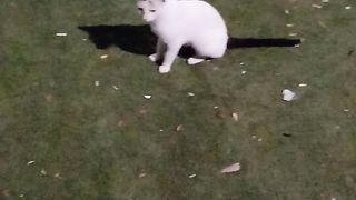 Sweet pet cat febspot