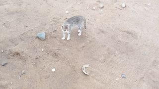 New cat febspot