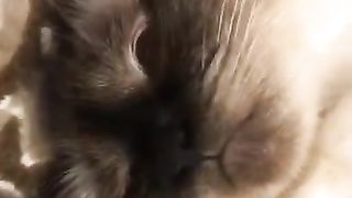 Jokes with cats and dogs ???????? Laughing selection