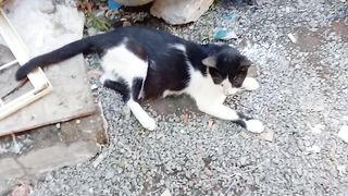 An eye catching stray cat febspot