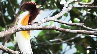 see the beauty of birds in the wild