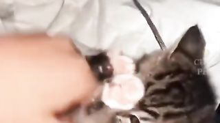FUNNY CATS 4