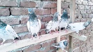Parvazi pigeon beautiful breeder pair