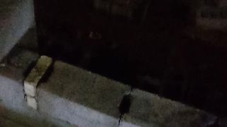 Amazing cat febspot