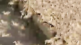 Ducks - The Duck