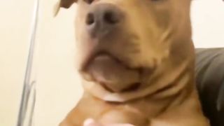 Приколы про животных 2
