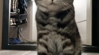 #funny #смешно #video #животные #шортс #видео #animals