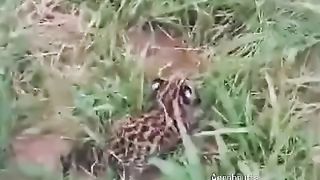 Filhote de Panthera onca muito bravo