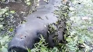 Esse é o famoso Peixe-boi já quase extinto