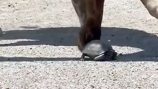 A amizade entre uma Girafa e um Cágado