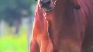 #wow #views #fyp #tiktok #reels #amazing #cute #animals #pets #bull #beautiful #viral #trending