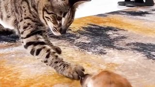 O gato e o veadinho