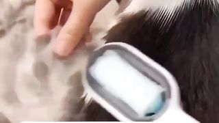 Penteando o gato com meus dedos suaves, deslizando pelo seu pelo maravilhoso