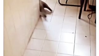 Funny Cat Viral Video 40