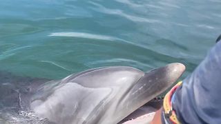 O incrível golfinho. Ajudando a remover sacos plásticos das profundezas marinhas