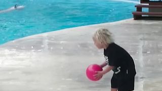 Os golfinhos são criaturas maravilhosas. É incrível observar quando interagem com os humanos