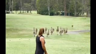 Grupo de curiosos cangurus se aproximou para assistir à senhora jogar golfe