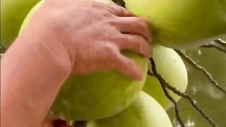 Green coconut
