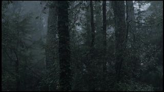 About a killer in the forest