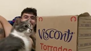 cat starts fighting