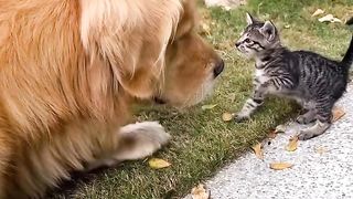dog playing with kitten 2