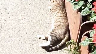 cat sleeping in strange places