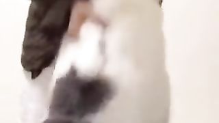 cat being made to dance