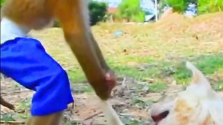 Animal funny video 6