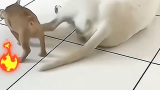 Cute cats and Dogs, Cute