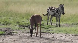 Sunrise: The afternoon drive is completed by zebras and topi.