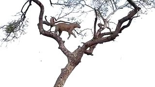 Leopardo y mico aque te muerdo aque no