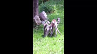 FUNNY MONKEY THAT MAKE YOU LAUGH.