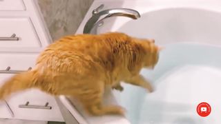 Laugh Challenge - Funny Cat & Dog Vines compilation 2023.