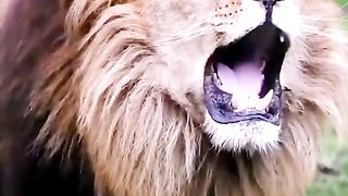 Lion And Tiger Sound