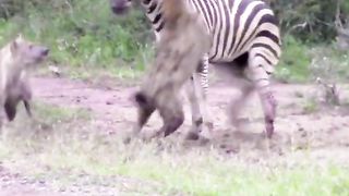 Will the zebra espacs the hyena?