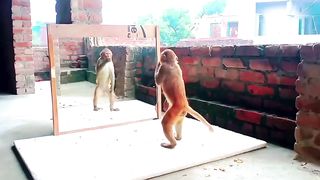 THE Monkey mi????????❤