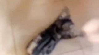 cat reacts violently
